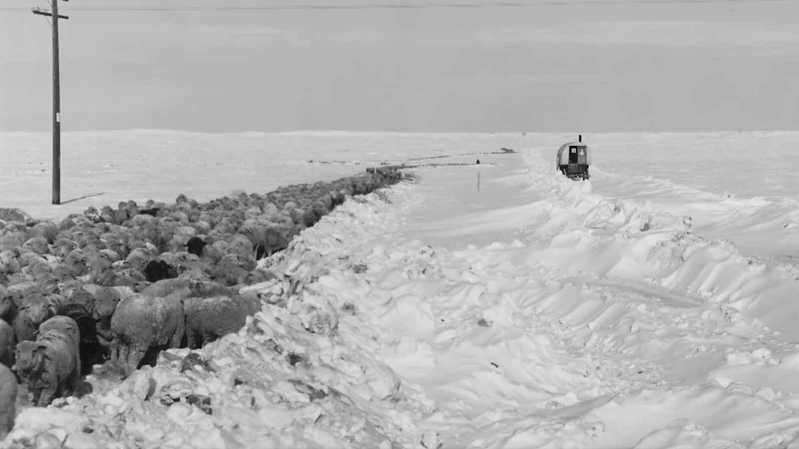 More than 150,000 free-range sheep in Wyoming were lost during the devastating Blizzard of 1949.