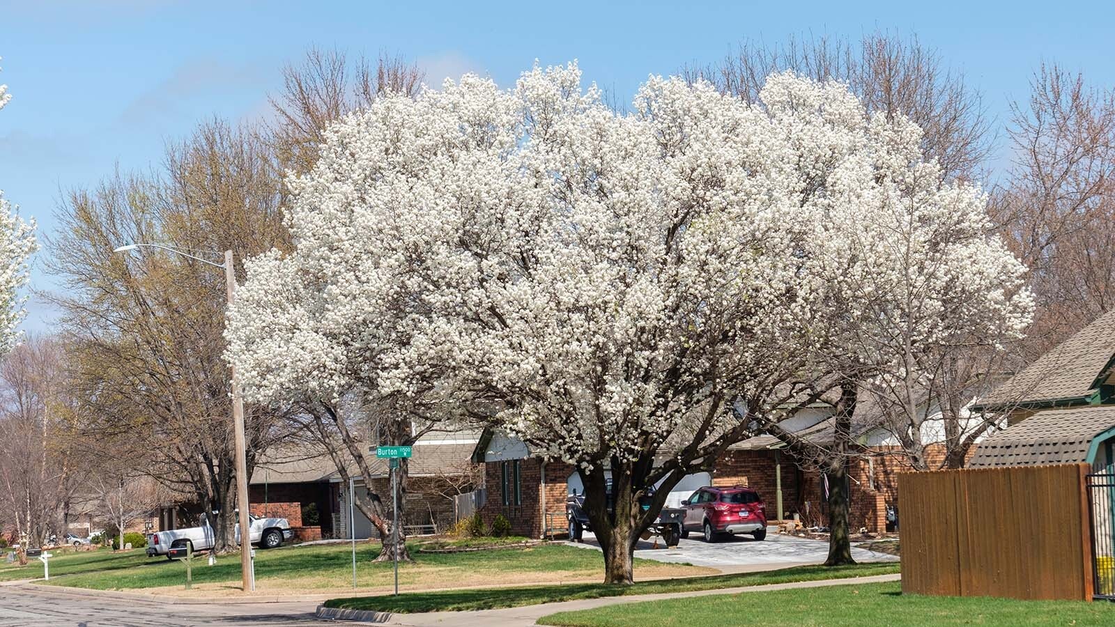 Pear and cherry trees in Utah are covered with blossoms while lilacs in Colorado are blooming like it's spring in late December. Experts are concerned that the  warm, dry days are tricking trees and stressing them out, like this blooming pear tree.