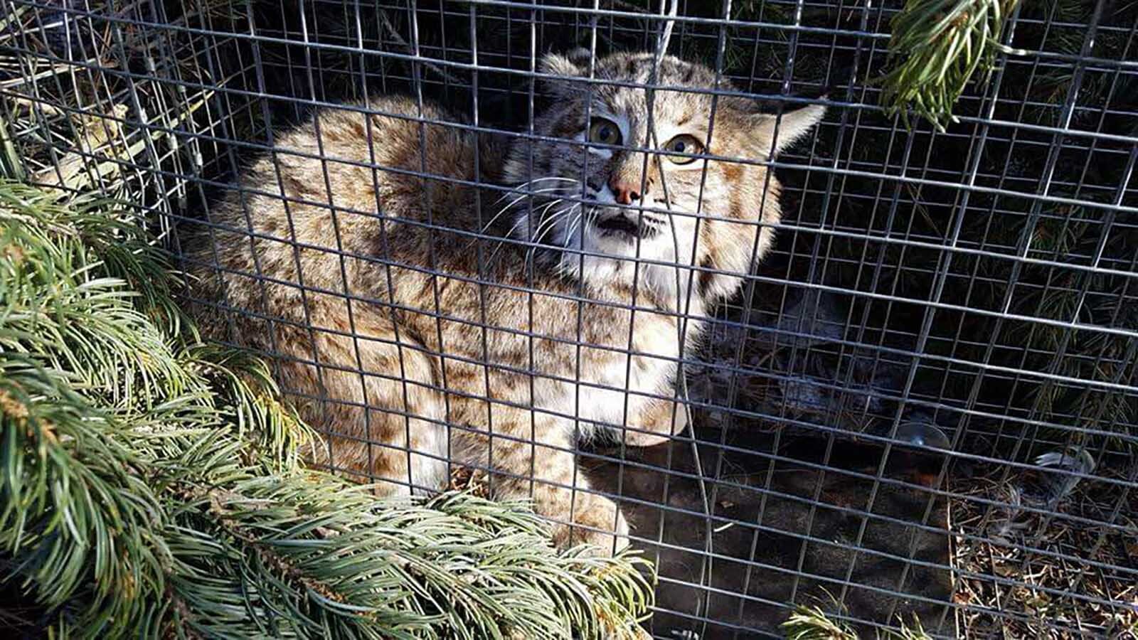 Colorado allows only cage traps for species such as bobcats. Some want to ban the commercial sale of wildlife fur there; trappers say it’s a ruse to try banning trapping altogether.