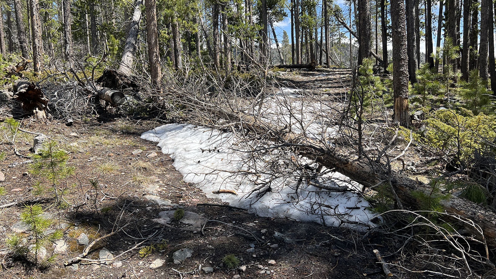 Fallen trees, blown down by recent severe winds, are a common sight on trails in the Medicine Bow National Forest near Laramie.