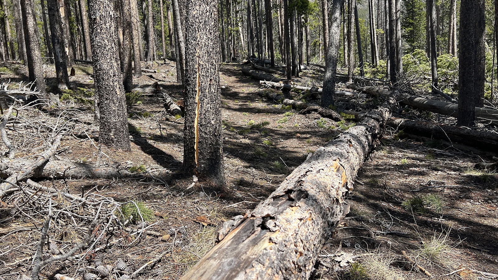 After recent severe wind storms, one tree pictured here fallen across the Meadow Loop trail in the Snowy Range Mountains near Laramie, while another has a cracked trunk and will likely fall soon.