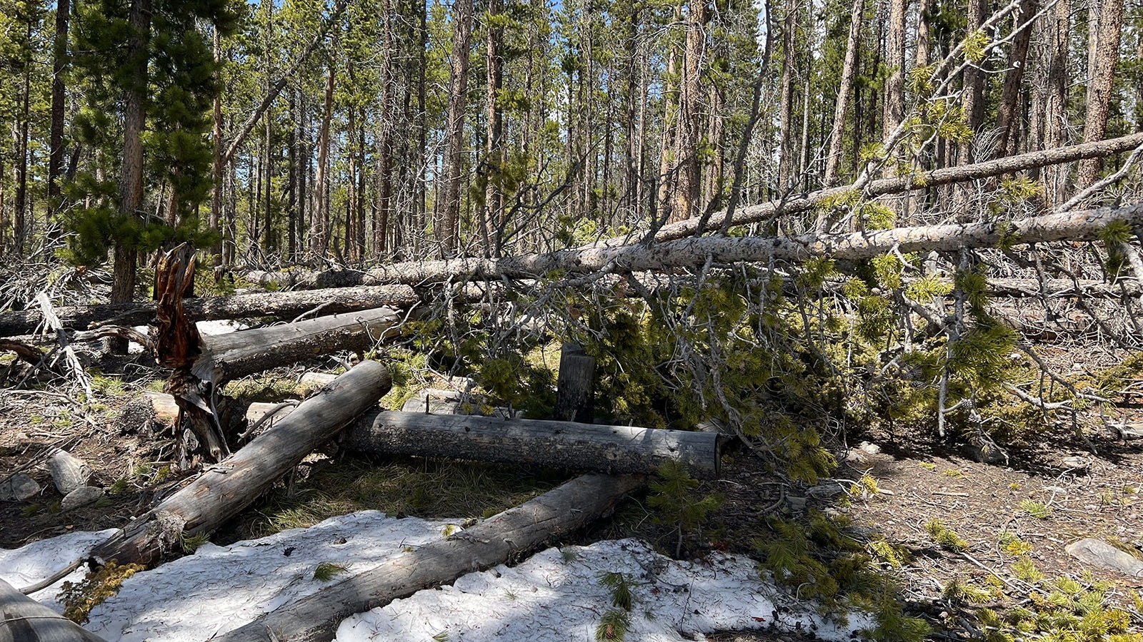 Piles of crisscrossed fallen trees, called jackstraw, are a common sight on the Medicine Bow National Forest near Laramie after recent windstorms.