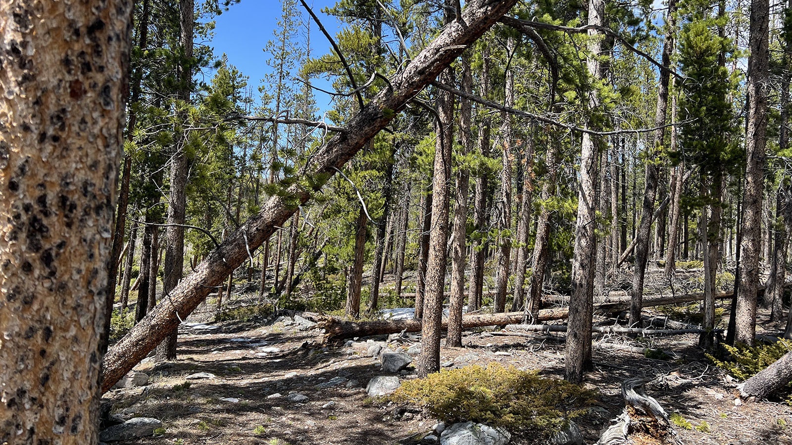 A “widow maker,” or precariously-balanced tree broken by recent high winds, looms over the Meadow Loop trail in the Snowy Range Mountains near Laramie.