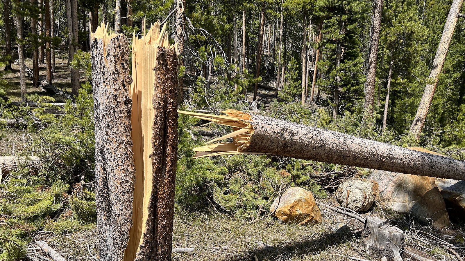 Even some live trees were snapped by recent severe winds on the Medicine Bow National Forest in the Snowy Range Mountains near Laramie.