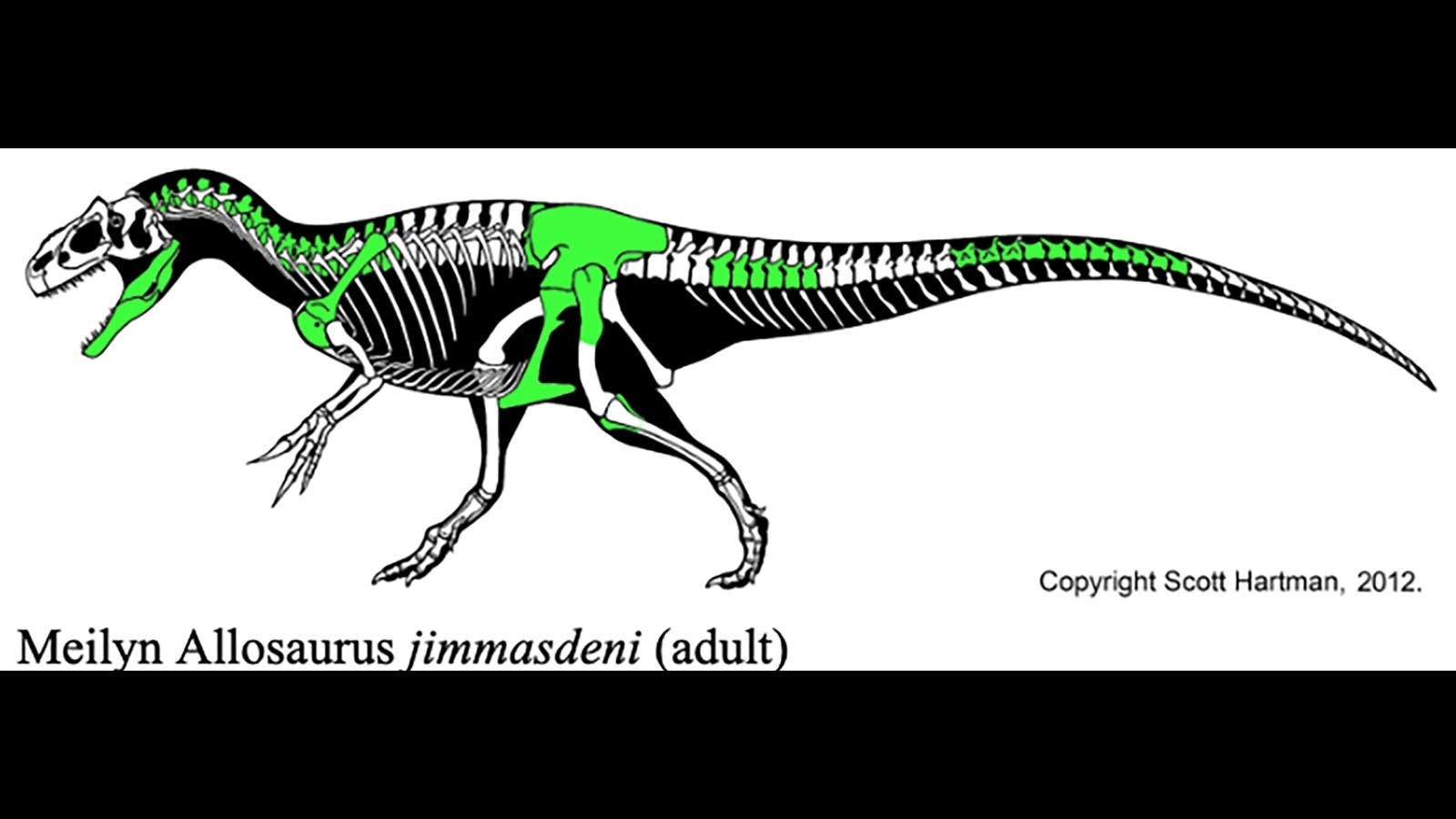 A skeletal diagram of the large Meilyn Allosaurus specimen created in 2018. According to the diagram, the larger skeleton is much more fragmentary than its appearance would suggest.