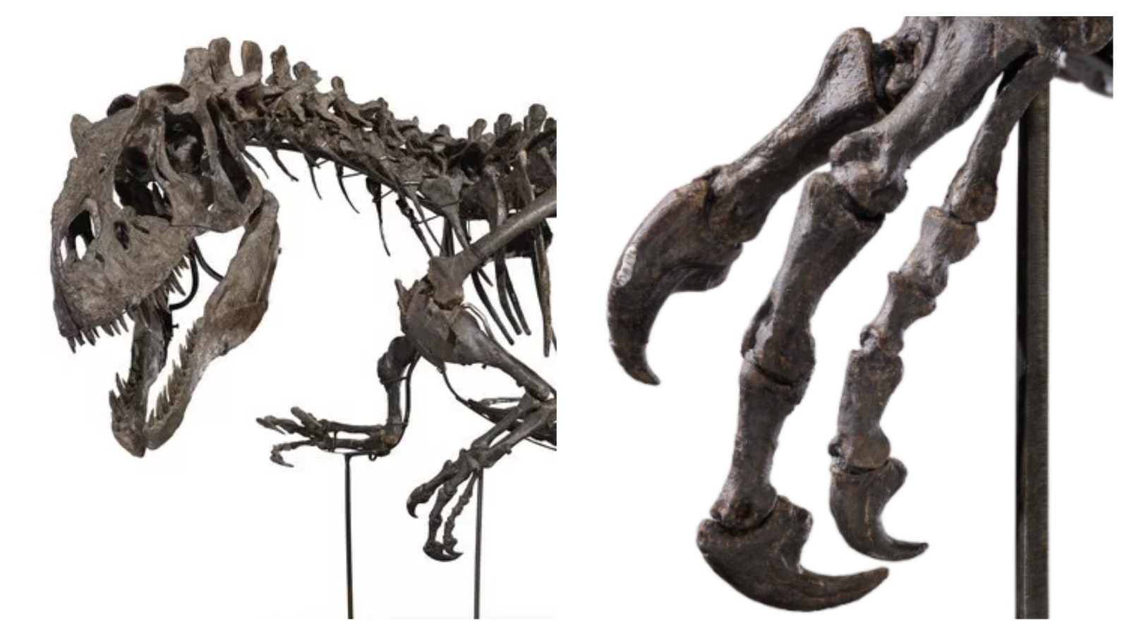 A large Allosaurus is tagged on the inside claw of its left arm with "TYA," which identifies the part as coming from a different site than what the dinosaur was advertised.