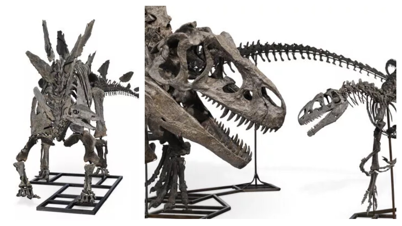 This Stegasaurus, left, and a large and small Allosaurus were sold at action recently, going for more than $15 million in total.