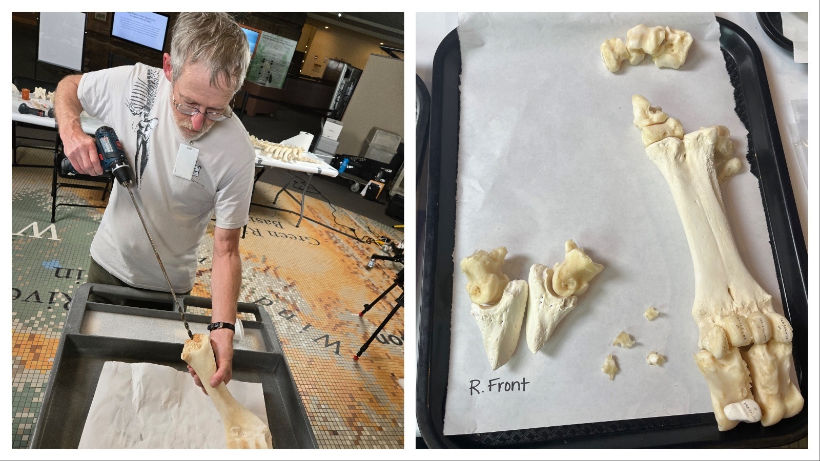 Lee Post, left, drills holes in bison bones so they can be placed on a metal rod. The bones from the bison were labeled and then organized for teams to work on.