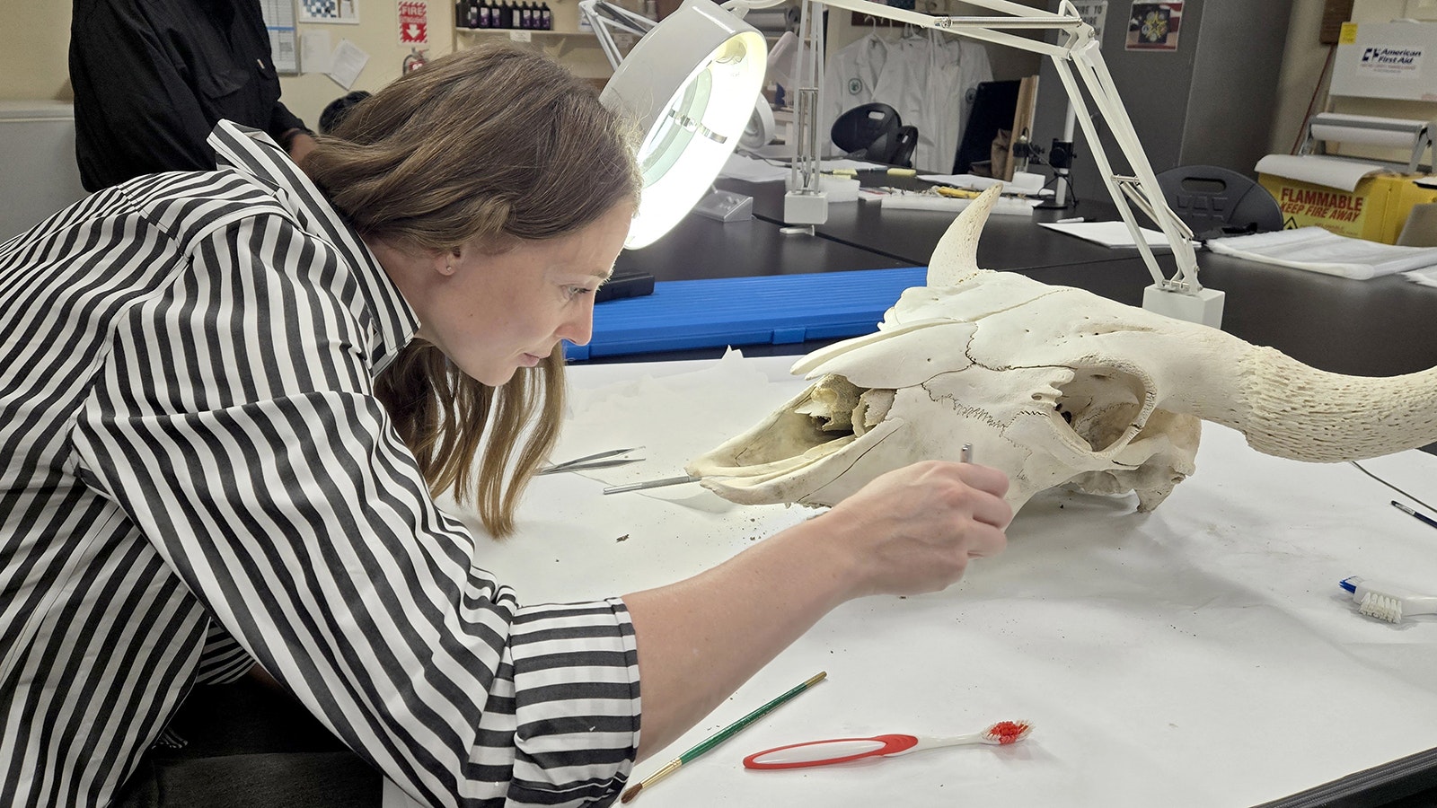 Draper Museum curatorial assistant Amy Phillips does some final work on the bison skull before the build begins.