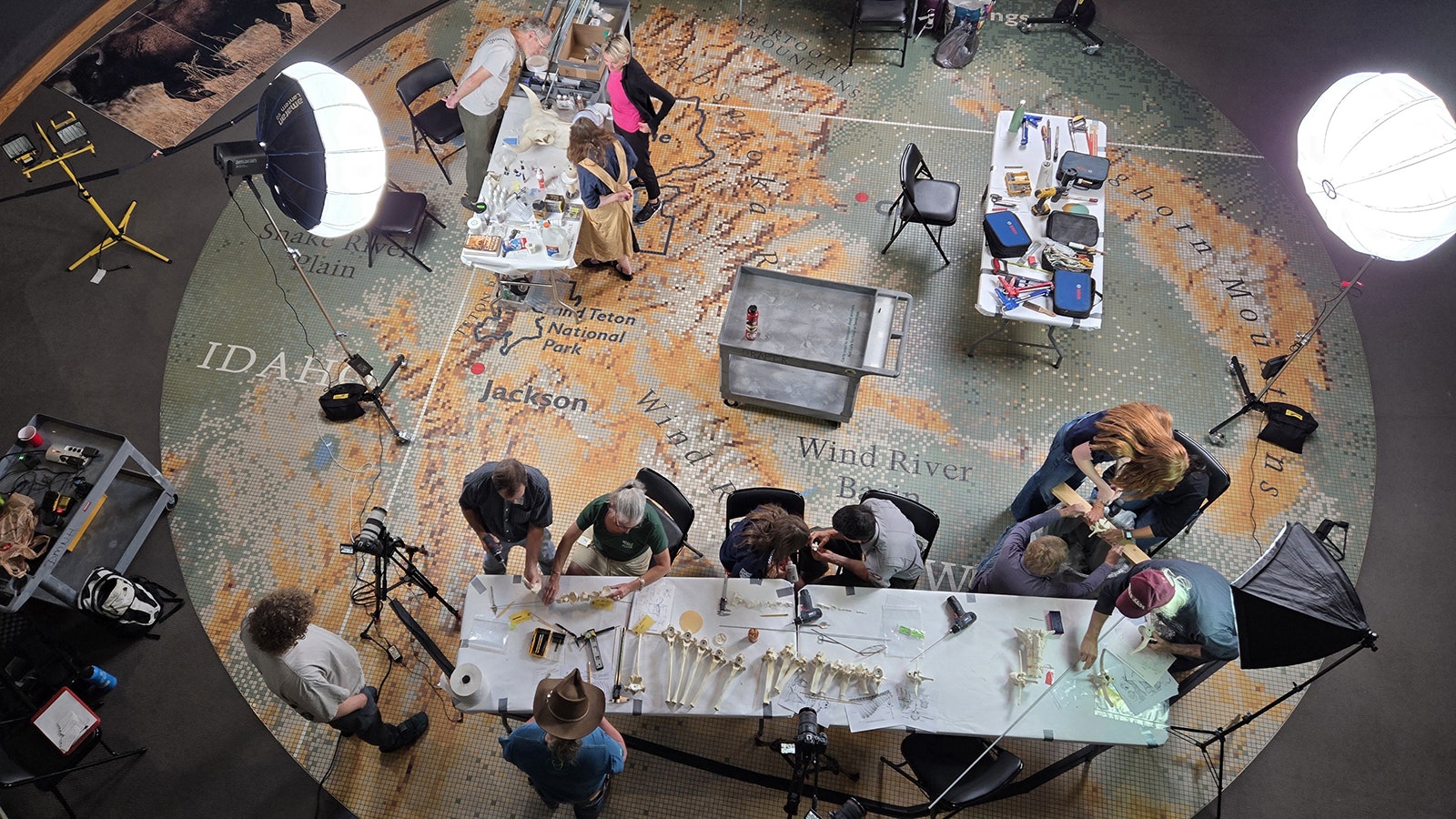 Lee "The Boneman" Post of Alaska and a group of volunteers are articulating a bison at the Draper Museum of Natural History in Cody during the next two weeks.