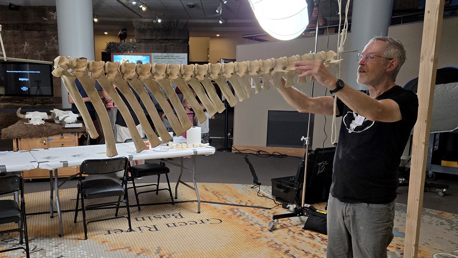 Lee Post of Alaska examines the backbone and ribs of a bison skeleton that he is building at the Draper Museum of Natural History over the next two weeks. Post is self-taught in articulation but his skills are now often sought out by museums like the Buffalo Bill Center of the West.