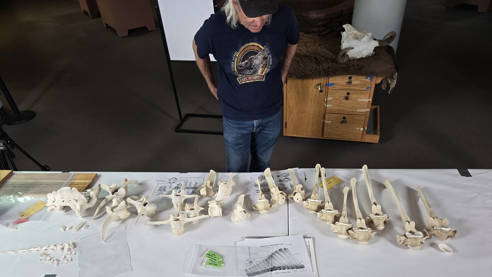 Draper Museum volunteer Ken Meronek examines the bison backbone and rib pieces before they are put together.