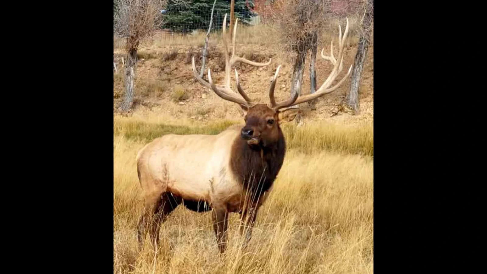 Boo the bull elk is shown here in his prime, circa 2016, sporting an impressive set of antlers.