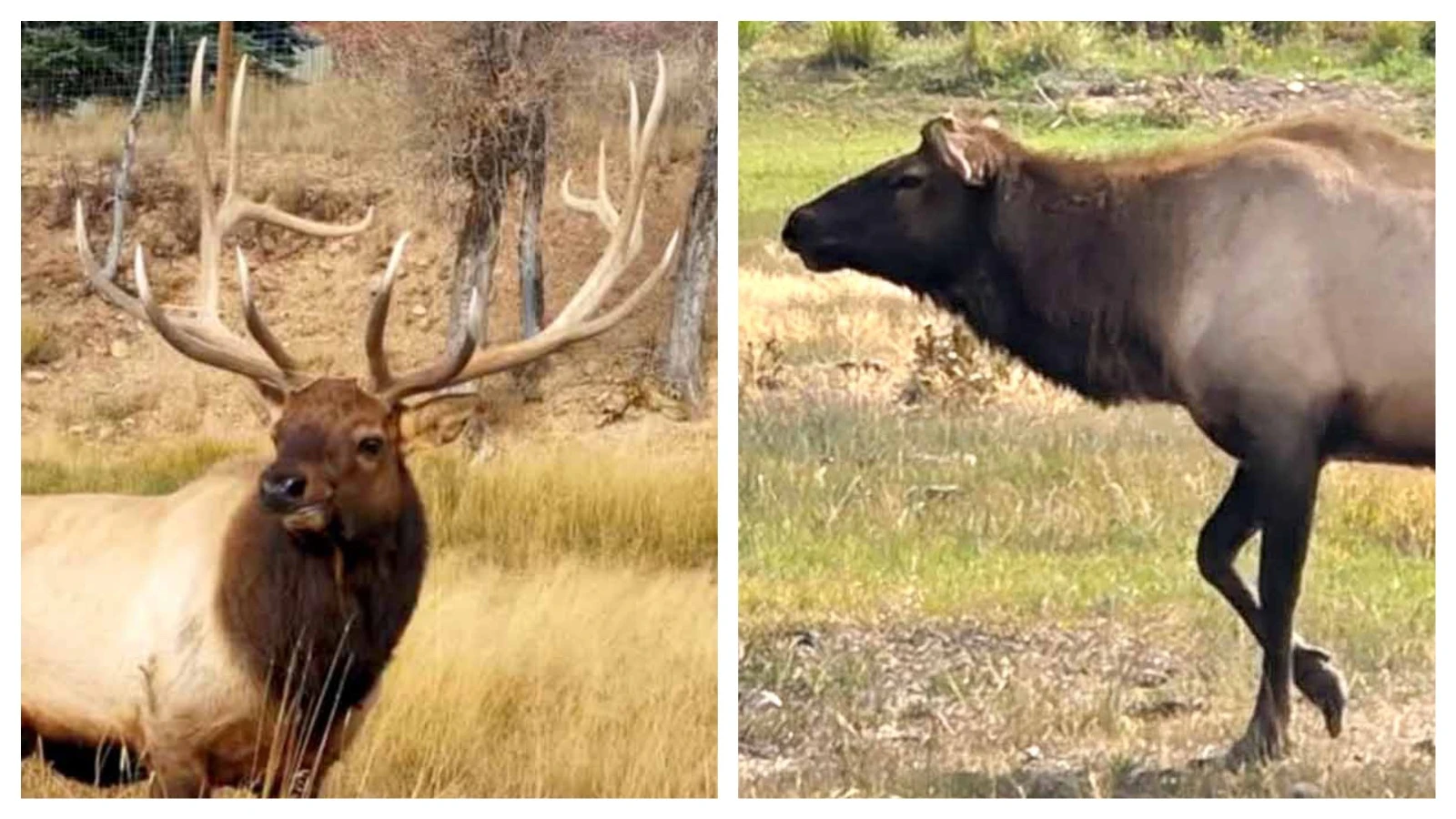 Left, Boo the bull elk is shown here in his prime, circa 2016, sporting an impressive set of antlers. Right, now nearly age 18, he no longer grows antlers and has lived several years longer than bull elk typically survive in the wild.