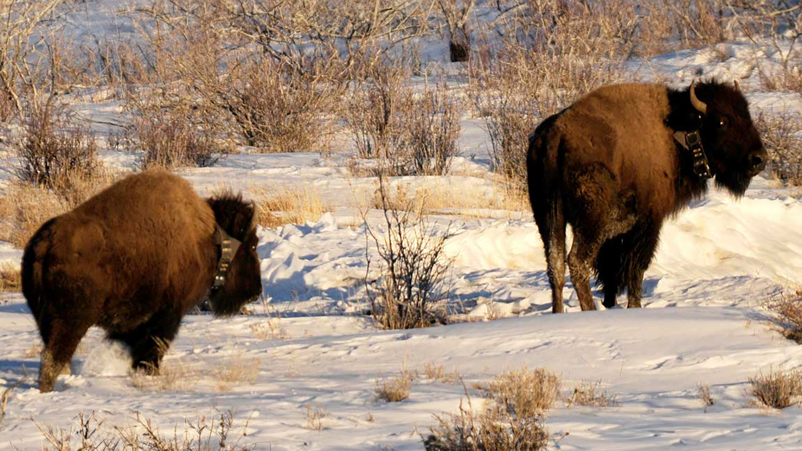 Bison from Utah’s Book Cliffs herd have been migrating across the state line into Colorado, where they’re not officially recognized as wildlife.