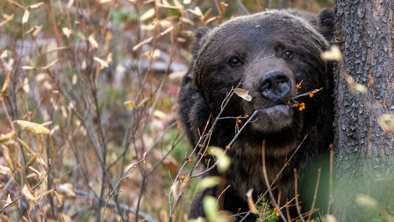 Grizzly 122, The Boss, is pictured here last fall in Banff National Park, Alberta, Canada. This spring, he managed to slip out of his radio tracking collar, and nobody knows where he is.