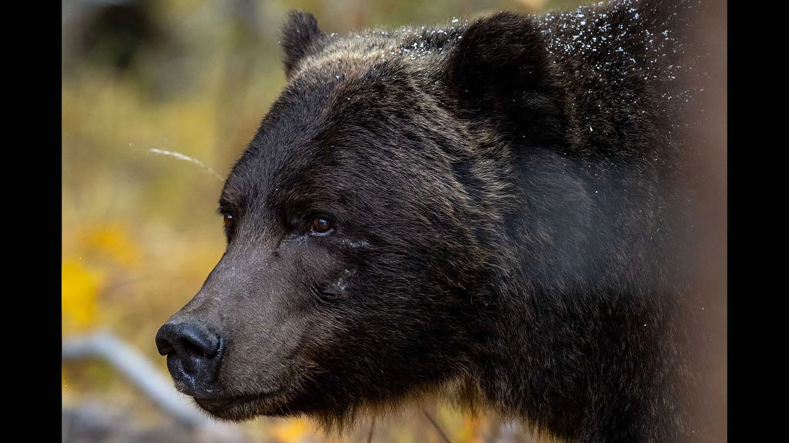Grizzly 122, The Boss, is pictured here last fall in Banff National Park, Alberta, Canada. This spring, he managed to slip out of his radio tracking collar, and nobody knows where he is.