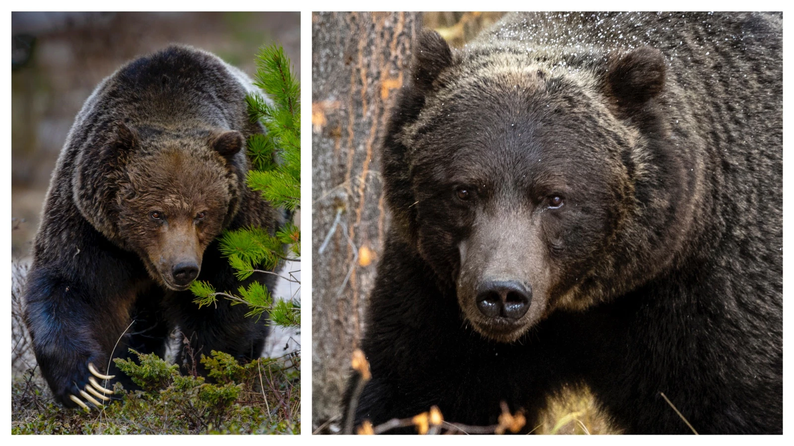 Grizzly 122, The Boss, is pictured here last fall in Banff National Park, Alberta, Canada. This spring, he managed to slip out of his radio tracking collar, and nobody knows where he is.