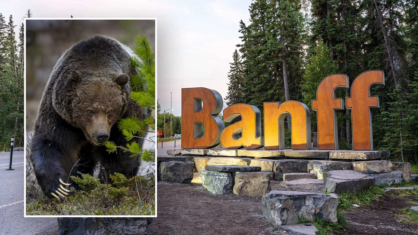 Grizzly 122, The Boss, is pictured here last fall in Banff National Park, Alberta, Canada. This spring, he managed to slip out of his radio tracking collar, and nobody knows where he is.
