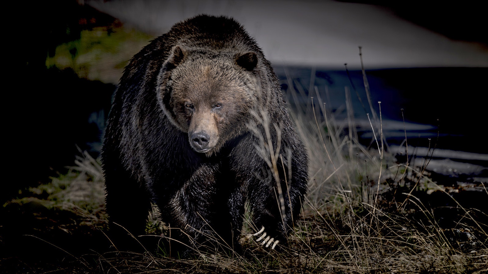 Grizzly 122, The Boss, is Canada’s favorite bear. He lives in Banff National Park, Alberta.