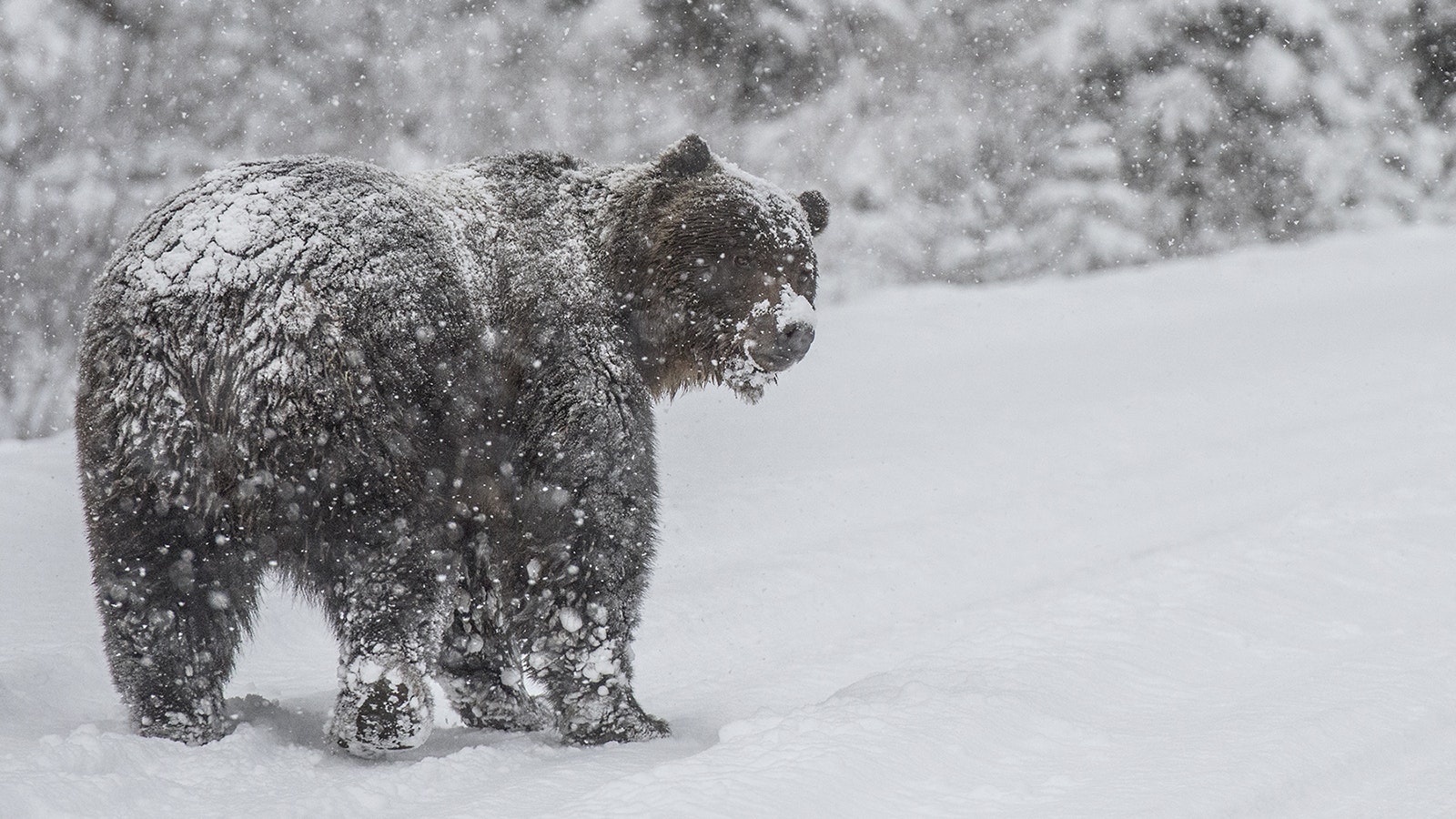 Grizzly 122, The Boss, is Canada’s favorite bear. He lives in Banff National Park, Alberta.