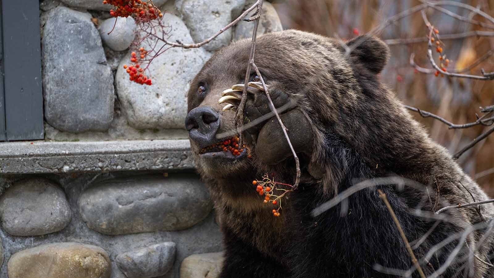 Grizzly 122, The Boss, is Canada’s favorite bear. He lives in Banff National Park, Alberta.