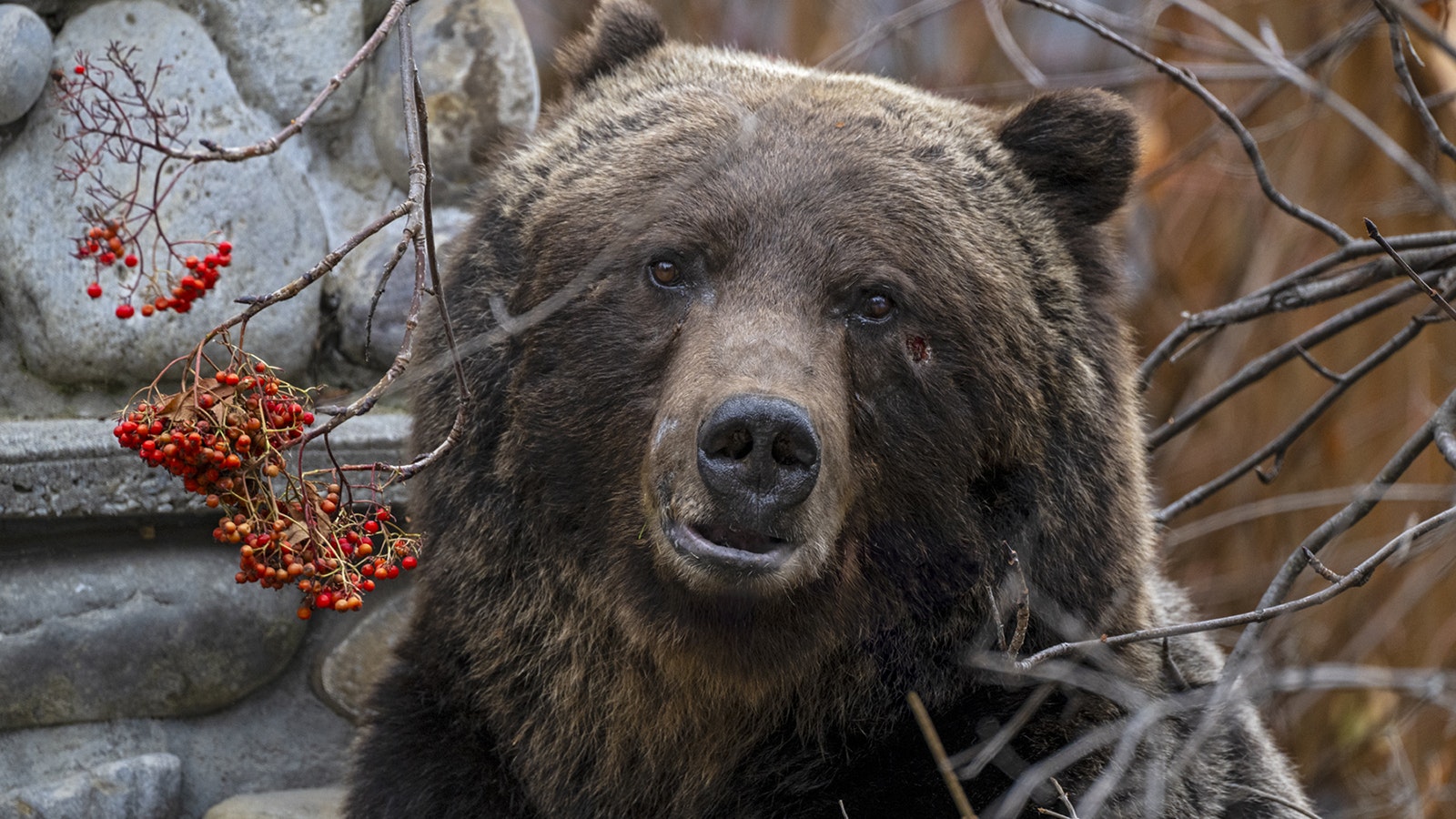 Grizzly 122, The Boss, is Canada’s favorite bear. He lives in Banff National Park, Alberta.