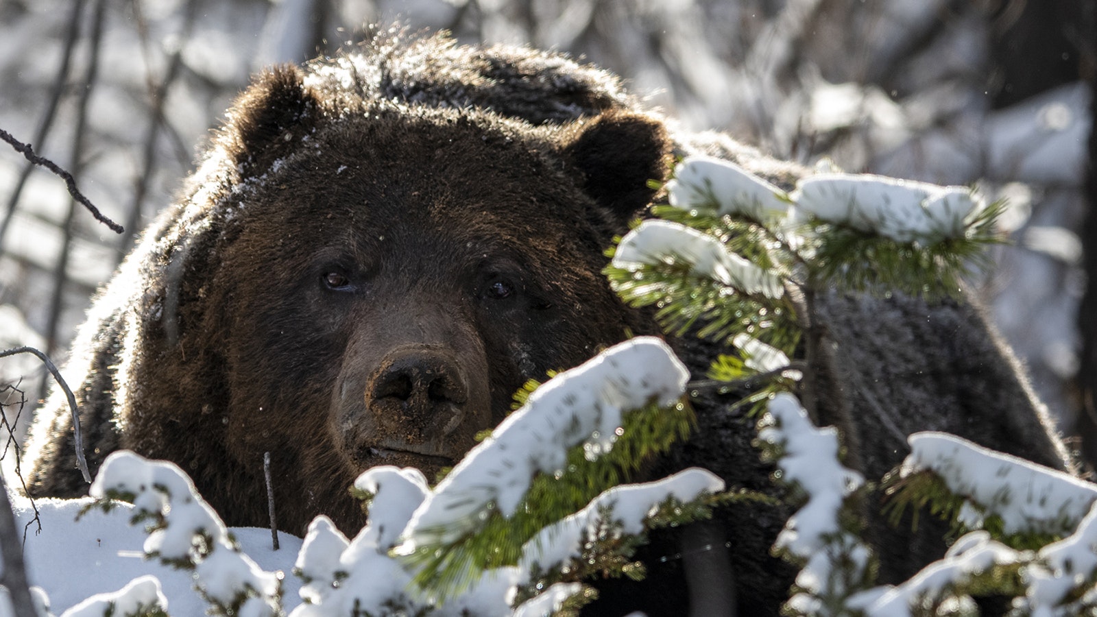 Grizzly 122, The Boss, is Canada’s favorite bear. He lives in Banff National Park, Alberta.