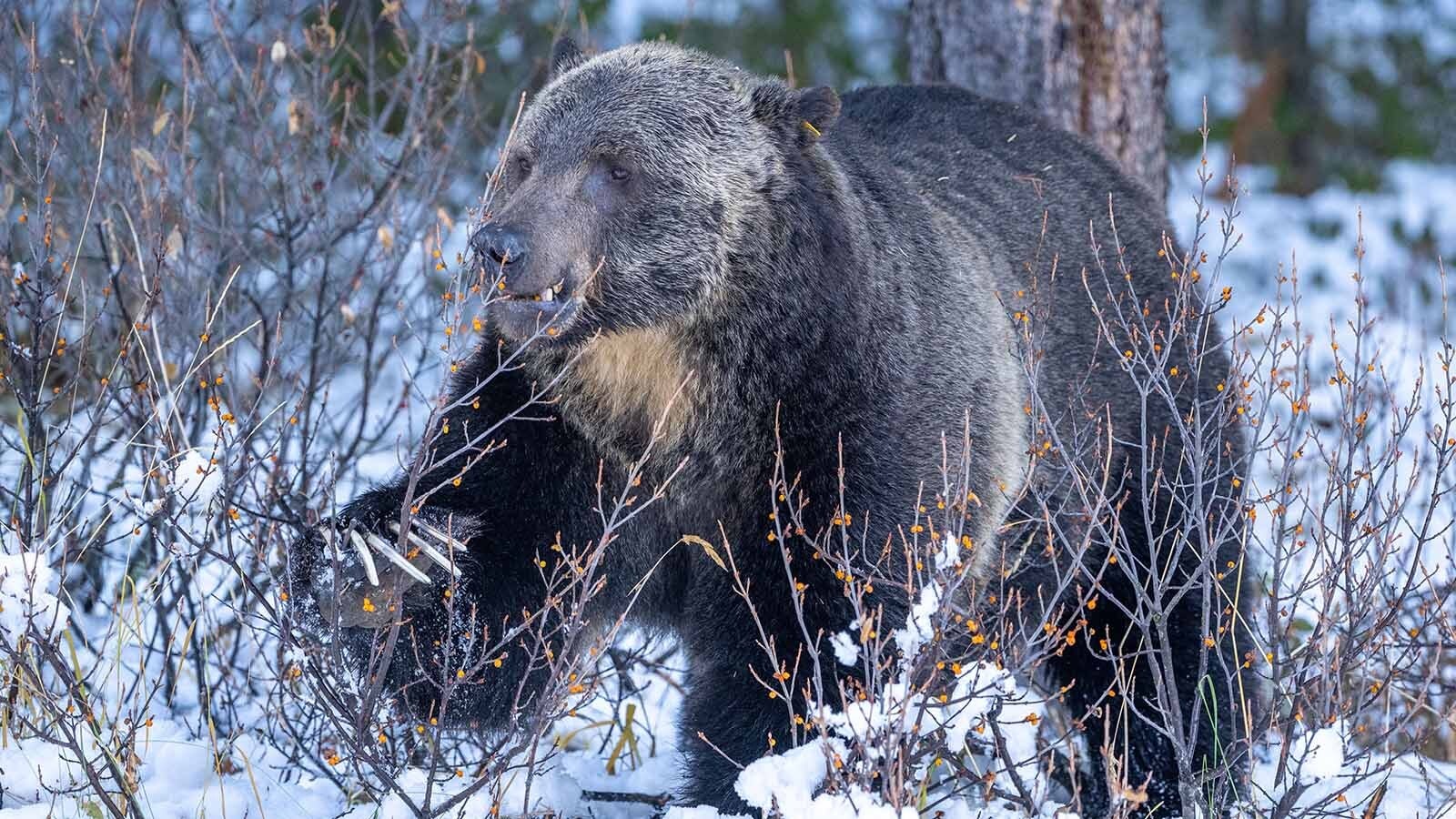 Grizzly 136, Split Lip, lives in Banff National Park in Alberta, Canada. He is the chief rival of Grizzly 122, The Boss, who is Canada’s favorite bear.
