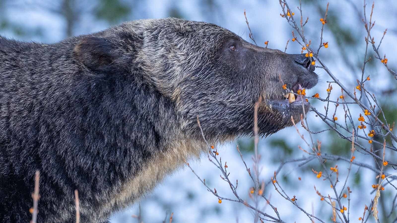 Grizzly 136, Split Lip, lives in Banff National Park in Alberta, Canada. He is the chief rival of Grizzly 122, The Boss, who is Canada’s favorite bear.