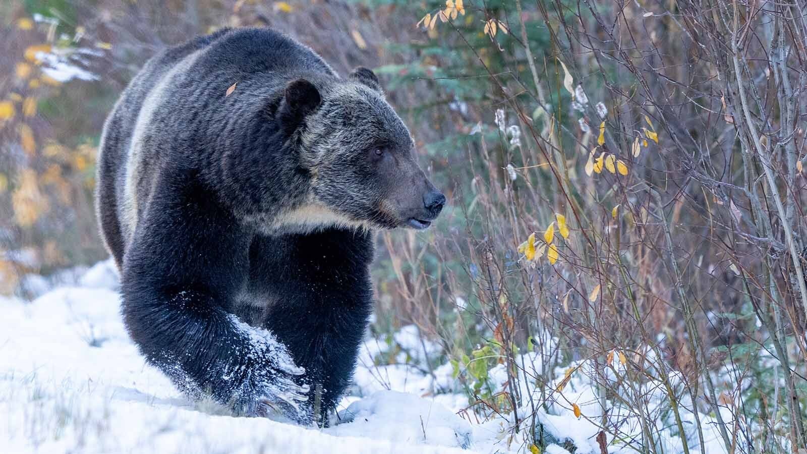 Grizzly 136, Split Lip, lives in Banff National Park in Alberta, Canada. He is the chief rival of Grizzly 122, The Boss, who is Canada’s favorite bear.