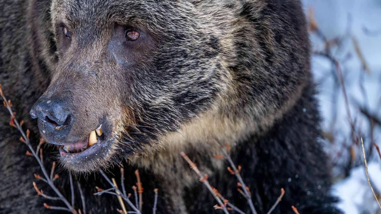 Grizzly 136, Split Lip, lives in Banff National Park in Alberta, Canada. He is the chief rival of Grizzly 122, The Boss, who is Canada’s favorite bear.