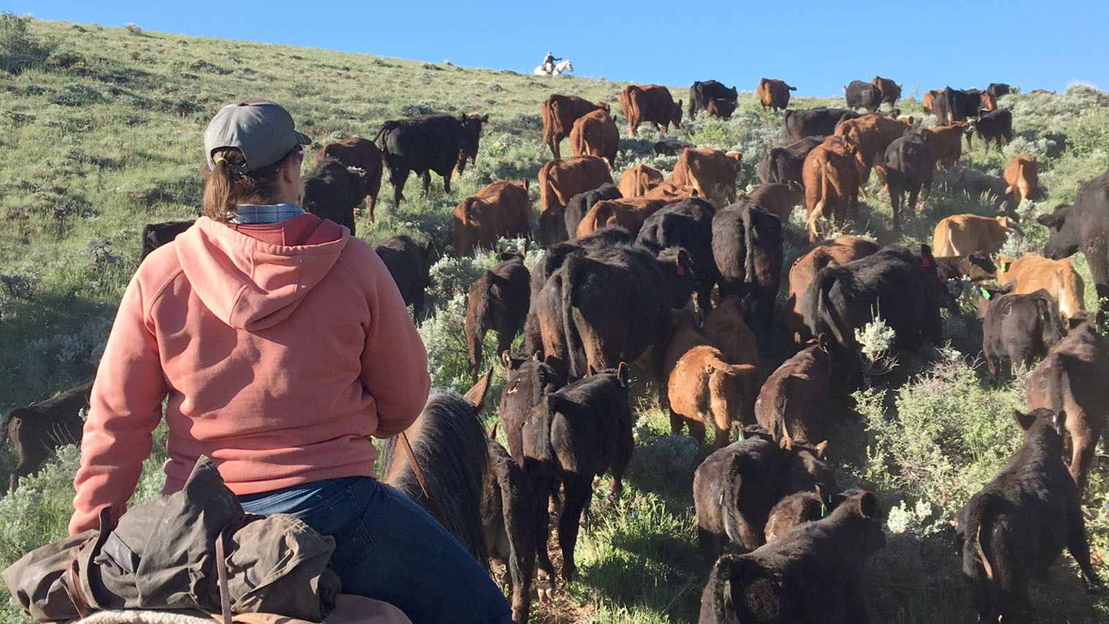 The Carpenter Family has been ranching in Albany for six generations, but might not be able to access their summer range off Boswell Road this year, because the road has been closed.