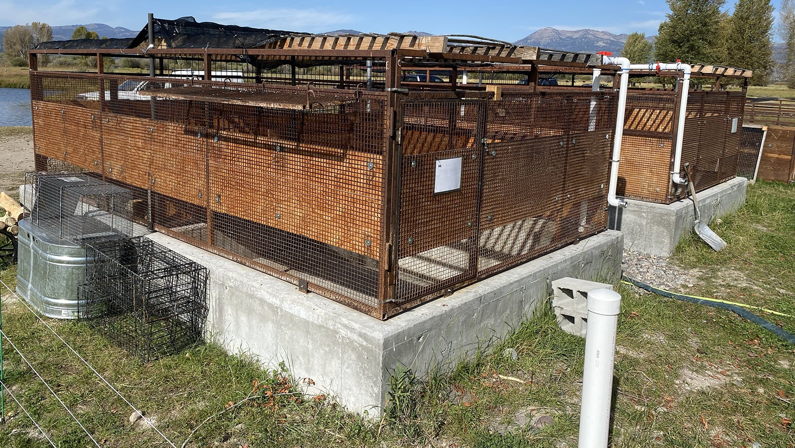 A beaver husbandry facility located in Jackson is operated by Wyoming Wetlands.