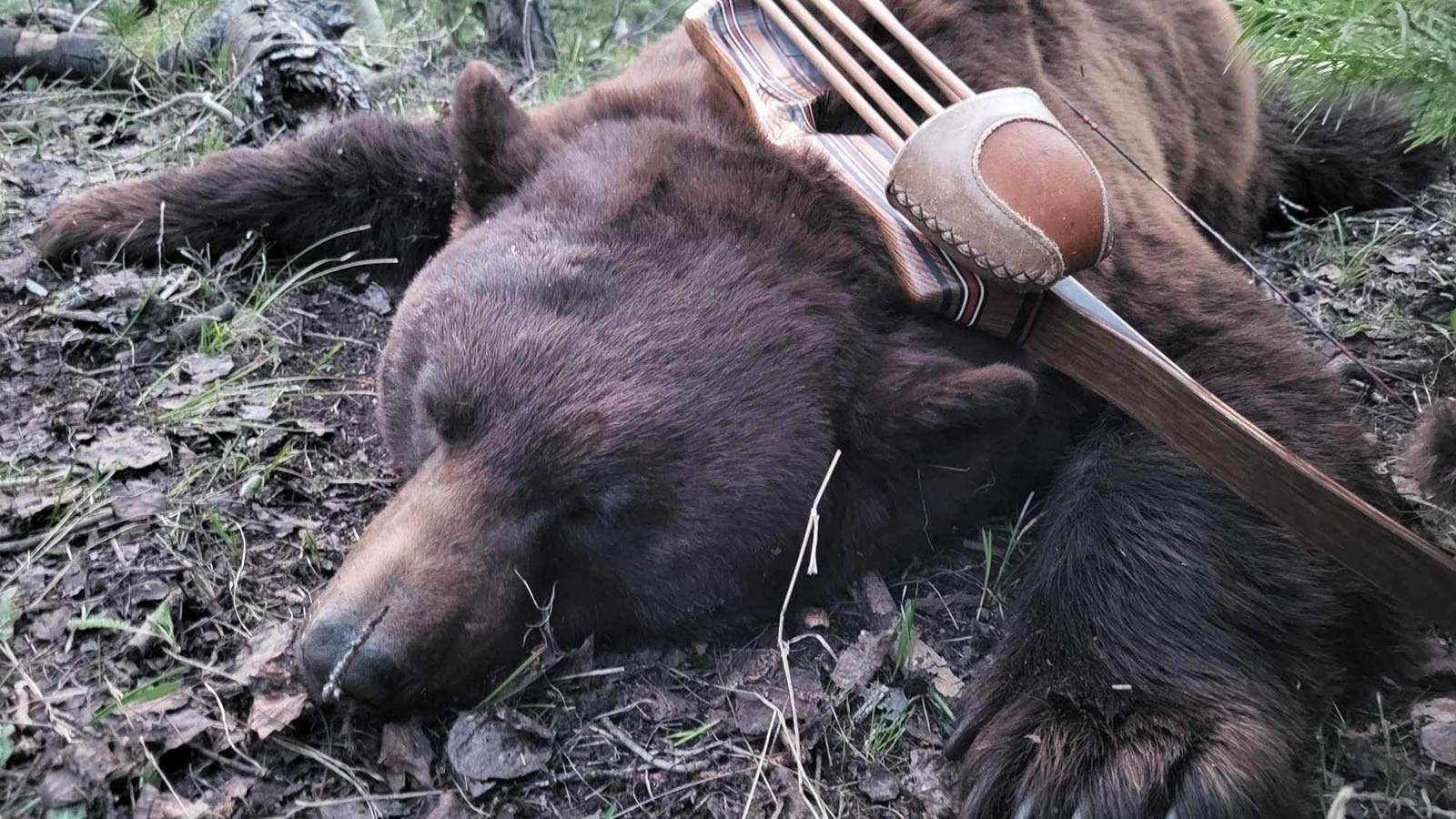 Owen Miller used a traditional recurve bow to kill this huge cinnamon-colored black bear in southern Wyoming. It’s in the running to be one of the biggest bears ever taken in the state.