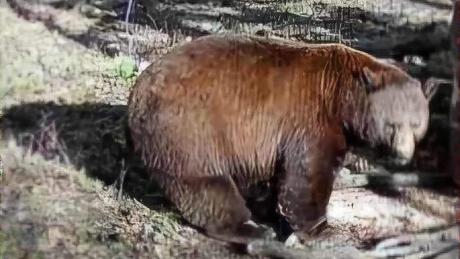 Owen Miller used a traditional recurve bow to kill this huge cinnamon-colored black bear in southern Wyoming. It’s in the running to be one of the biggest bears ever taken in the state.