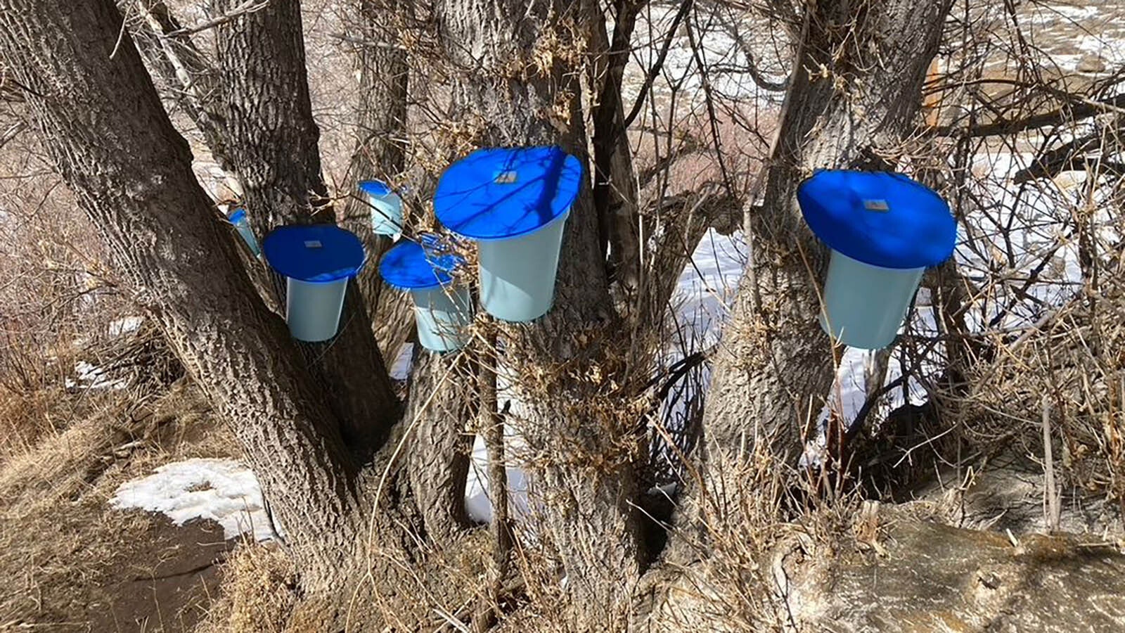 A stand of Wyoming boxelder trees are tapped and collecting sap to make syrup.