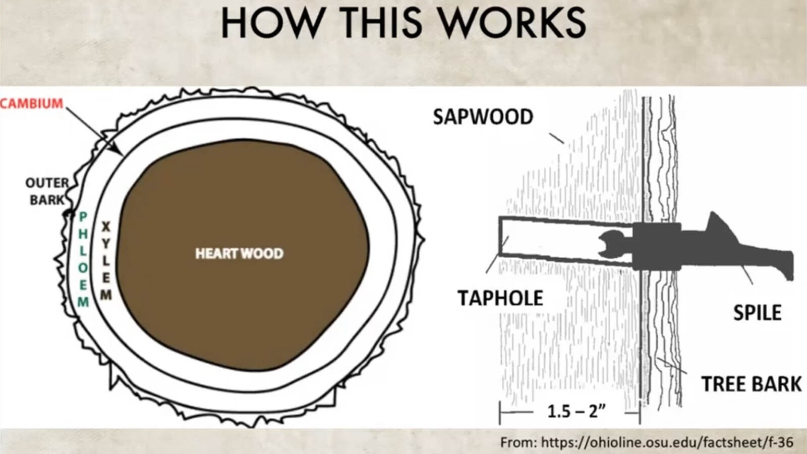 And illustration showing how tapping a tree works.