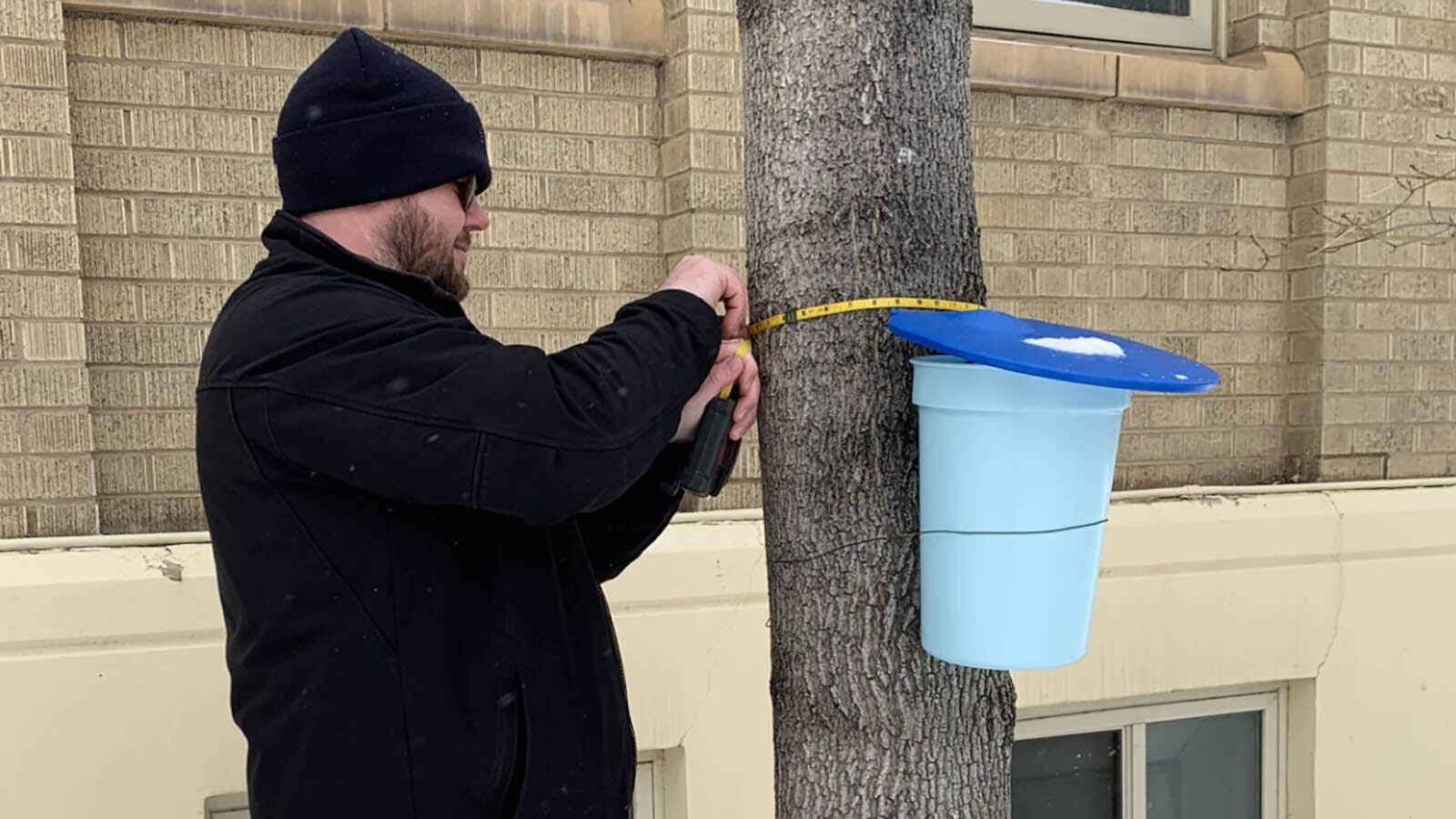 Box elder trees in urban and rural settings are all fair game to be tapped for sap to make syrup.