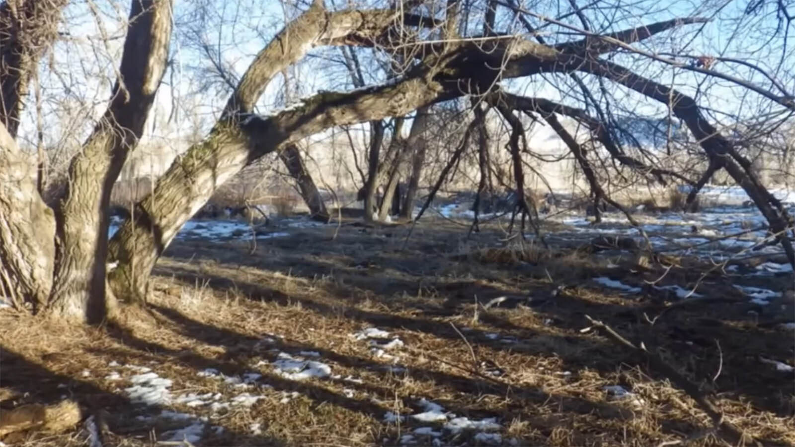 Trash To Treasure Box Elders Could Drive A New Wyoming Maple Syrup
