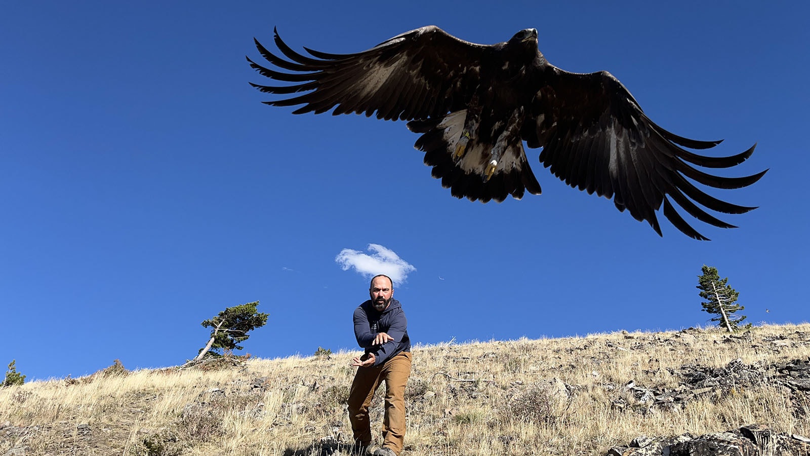 Bryan Bedrosian, the conservation director for the Teton Raptor Center, wants to do all he can to help Wyoming’s golden eagle population.