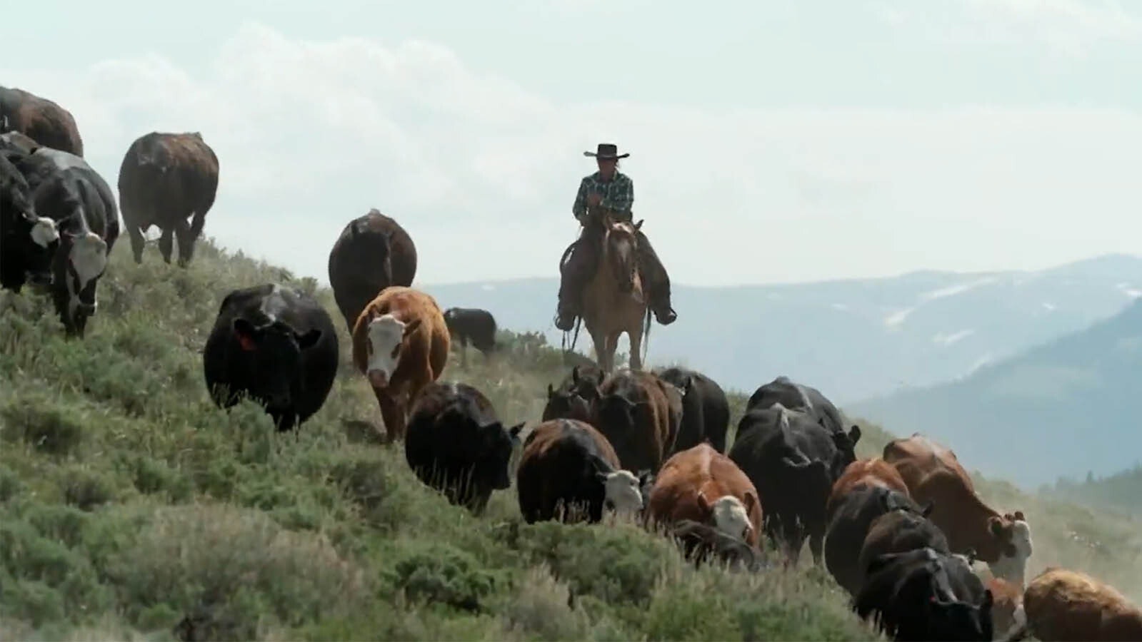 Brittany Heseltine runs cattle along the range during an interview with "60 Minutes."