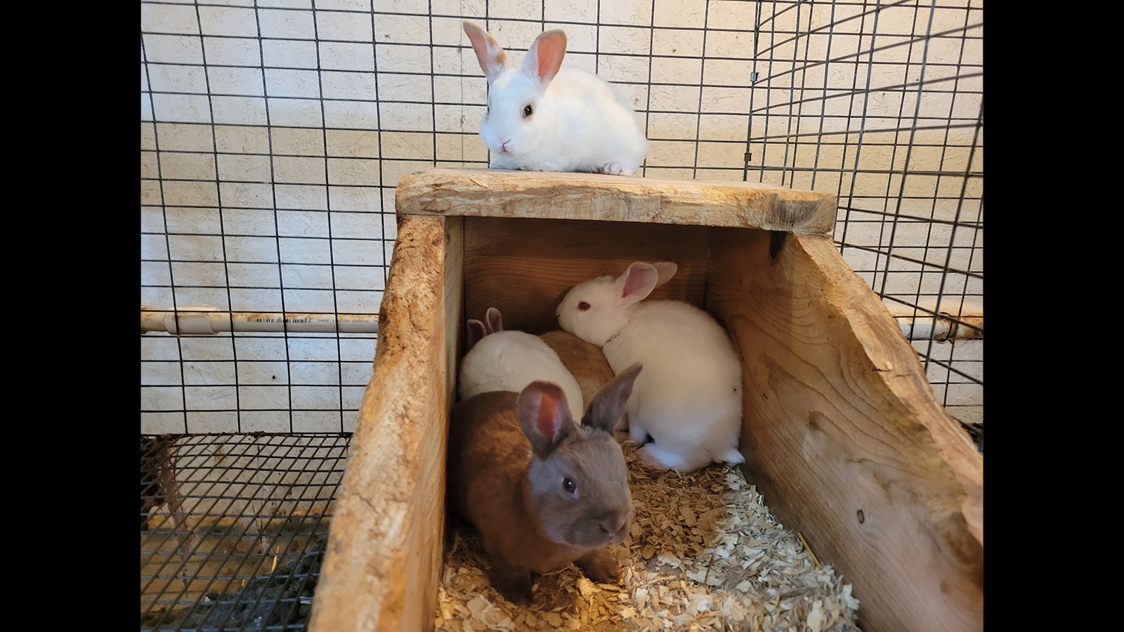 Broken Arrow Farm produces New Zealand, Californian and Rex rabbits. The rabbits are butchered and sold to a zoo in Rapid City, South Dakota.