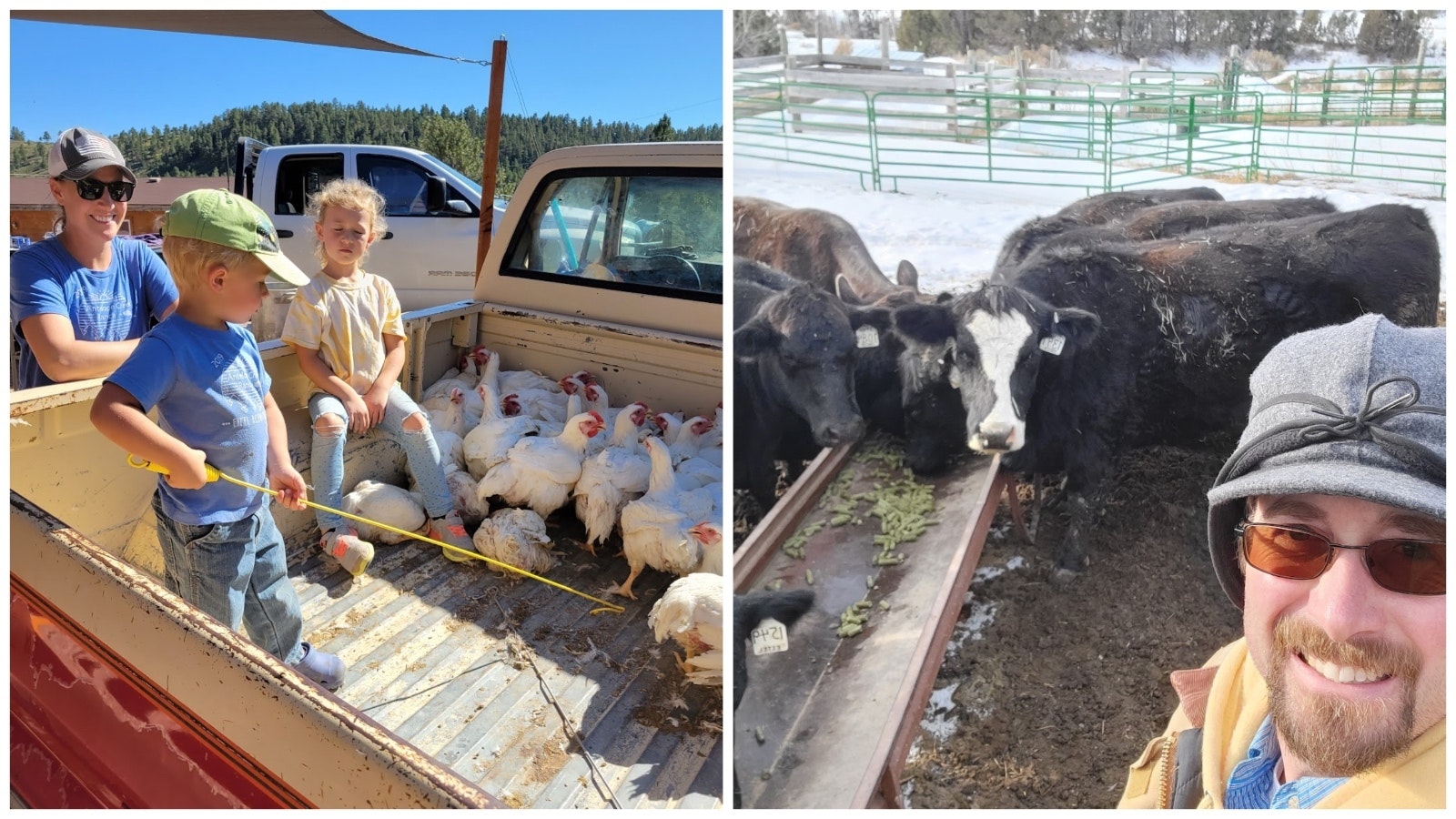 Chicken processing day at Broken Arrow Farm draws a big crowd of helpers, left. Paul Eitel raises Simmental cattle on his farm in Weston County, right.