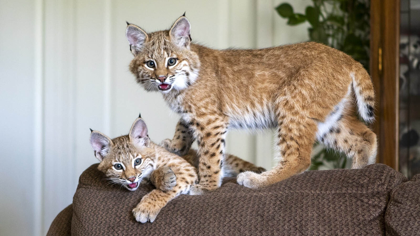 Bob and Cat are rescued bobcats that live inside the home of Patricia Wyer east of Cheyenne.