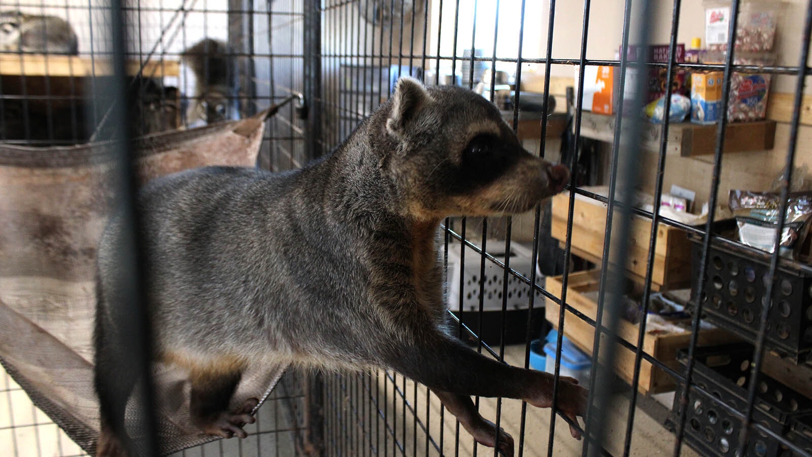 Mickey, a South American crab-eating raccoon, lives at the Broken Bandit Wildlife Center east of Cheyenne.