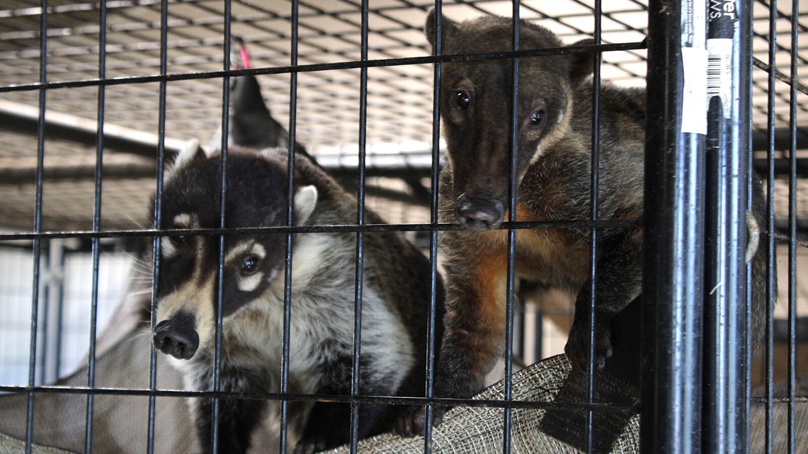 Coatimundi, members of the raccoon family native to South America, greet a visitor at the Broken Bandit Wildlife Center east of Cheyenne.