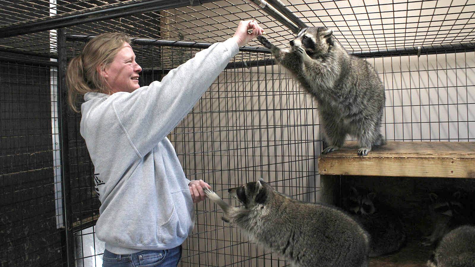 Patricia Wyer gives treats to rescued racoons at the Broken Bandit Wildlife Center east of Cheyenne.