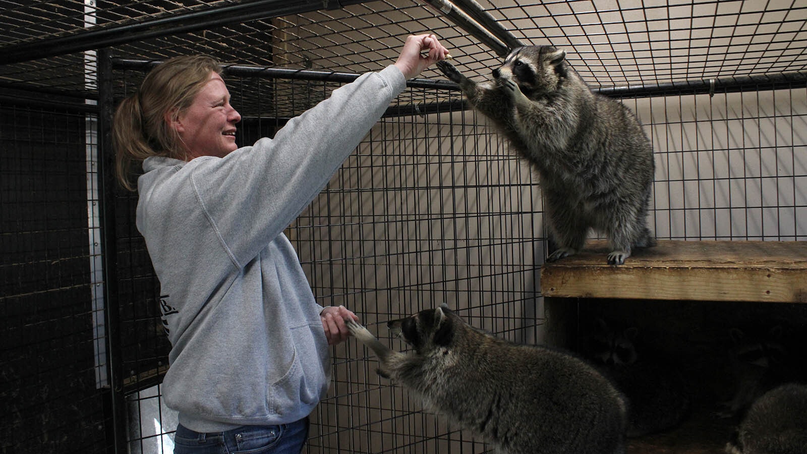 Patricia Wyer gives treats to rescued racoons at the Broken Bandit Wildlife Center east of Cheyenne.