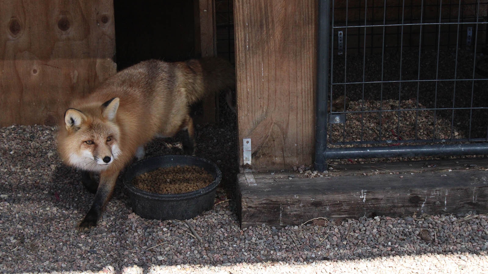 Vixen is a blind fox that lives at the Broken Bandit Wildlife Center east of Cheyenne.